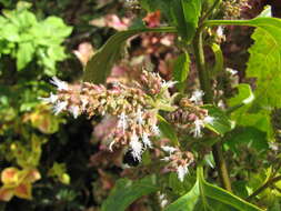 Image of patchouli