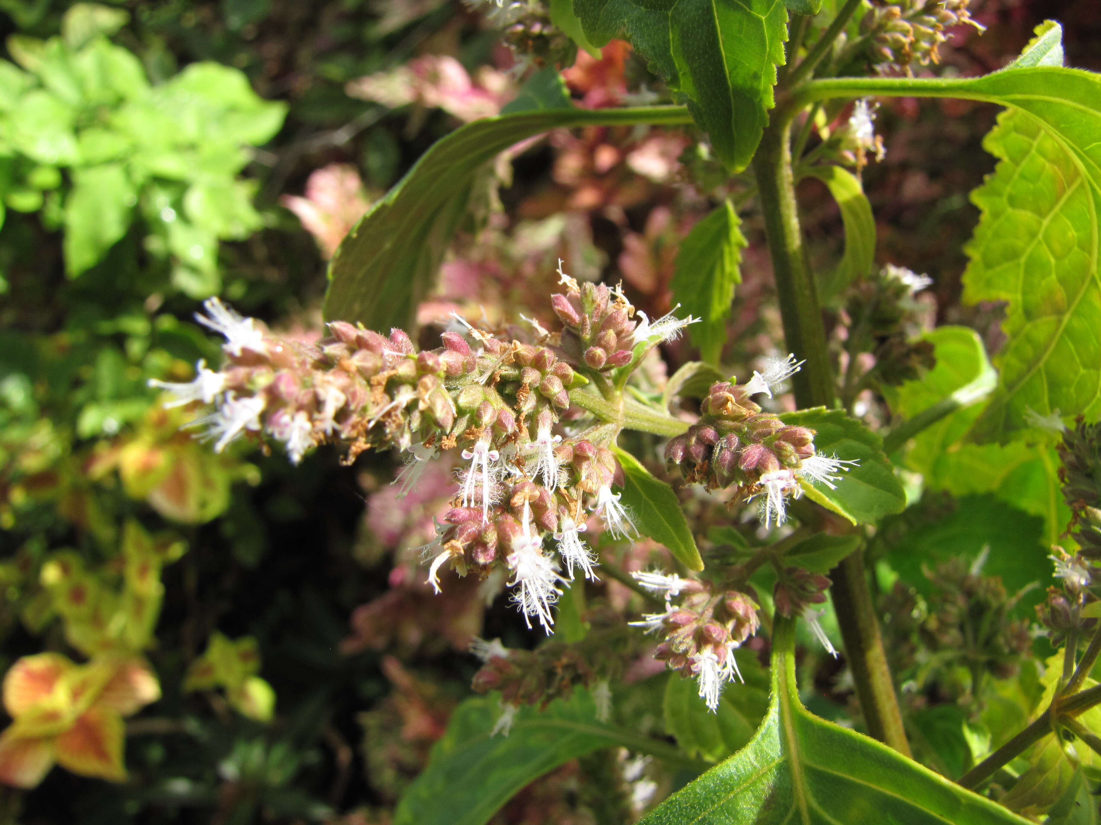 Image of patchouli