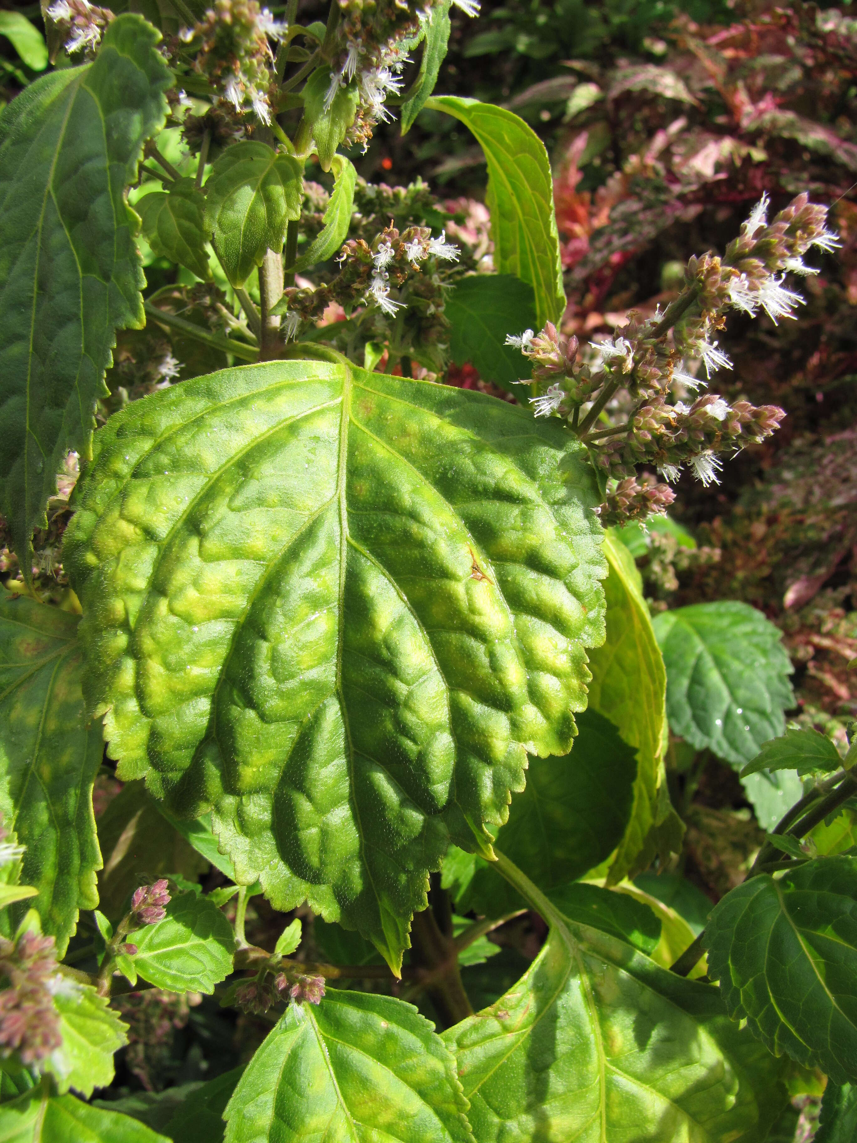 Image of patchouli