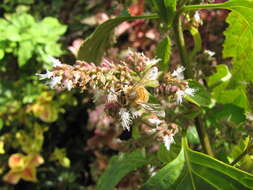 Image of patchouli