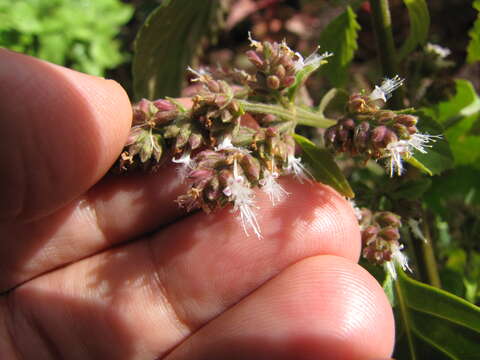 Image of patchouli