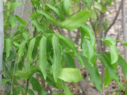 Image of wingleaf soapberry