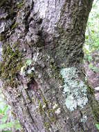 Image of Haleakala sandalwood