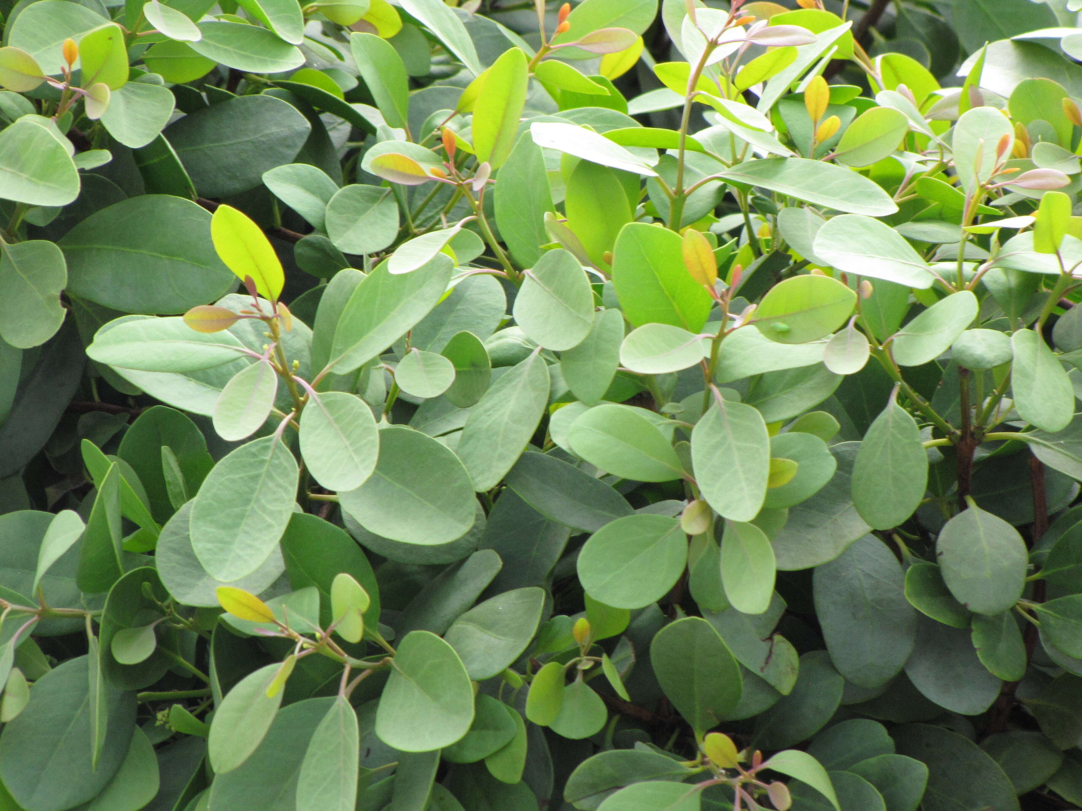 Image of coastal sandalwood