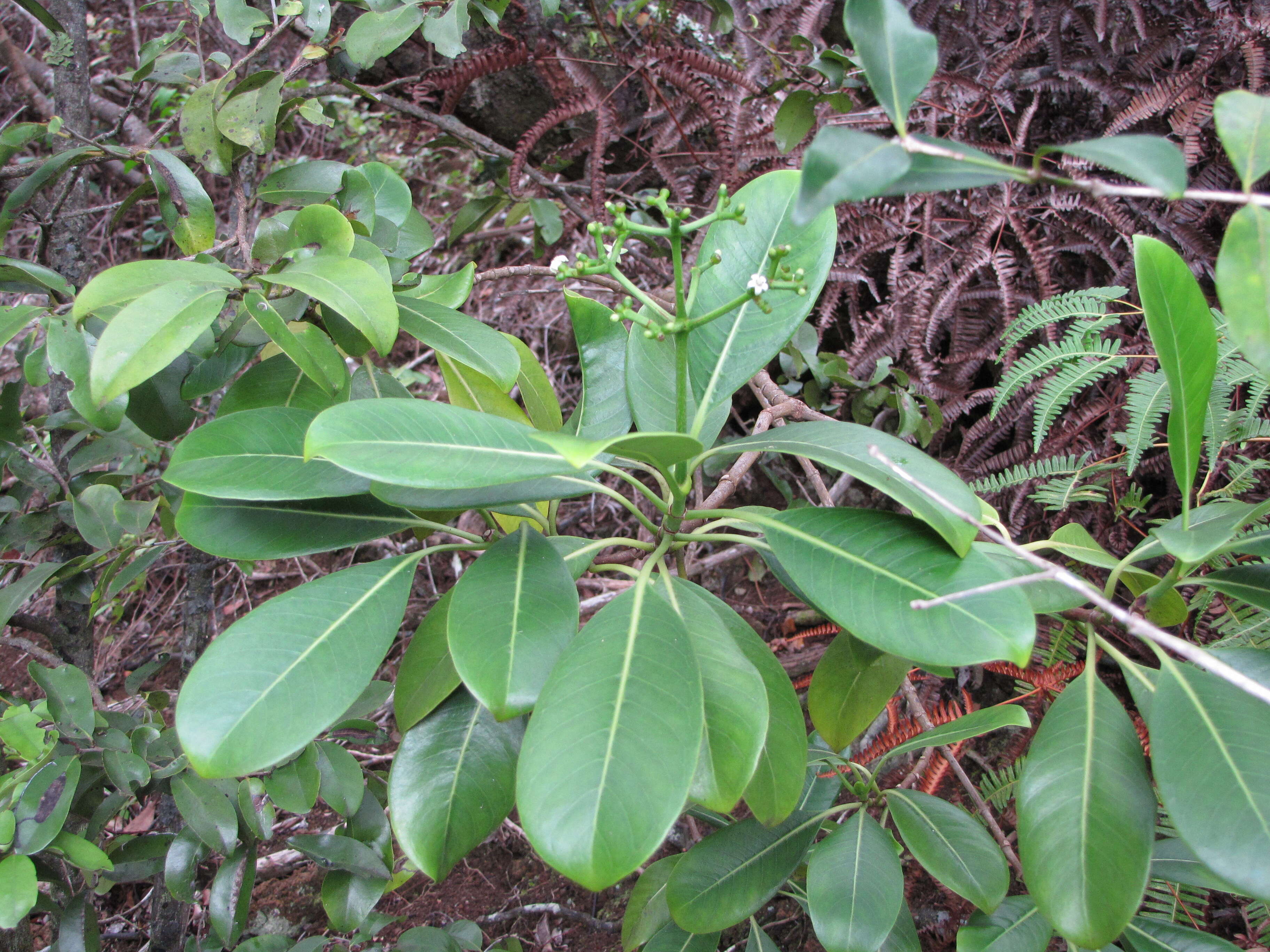 Image of forest wild coffee