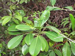 Image of forest wild coffee