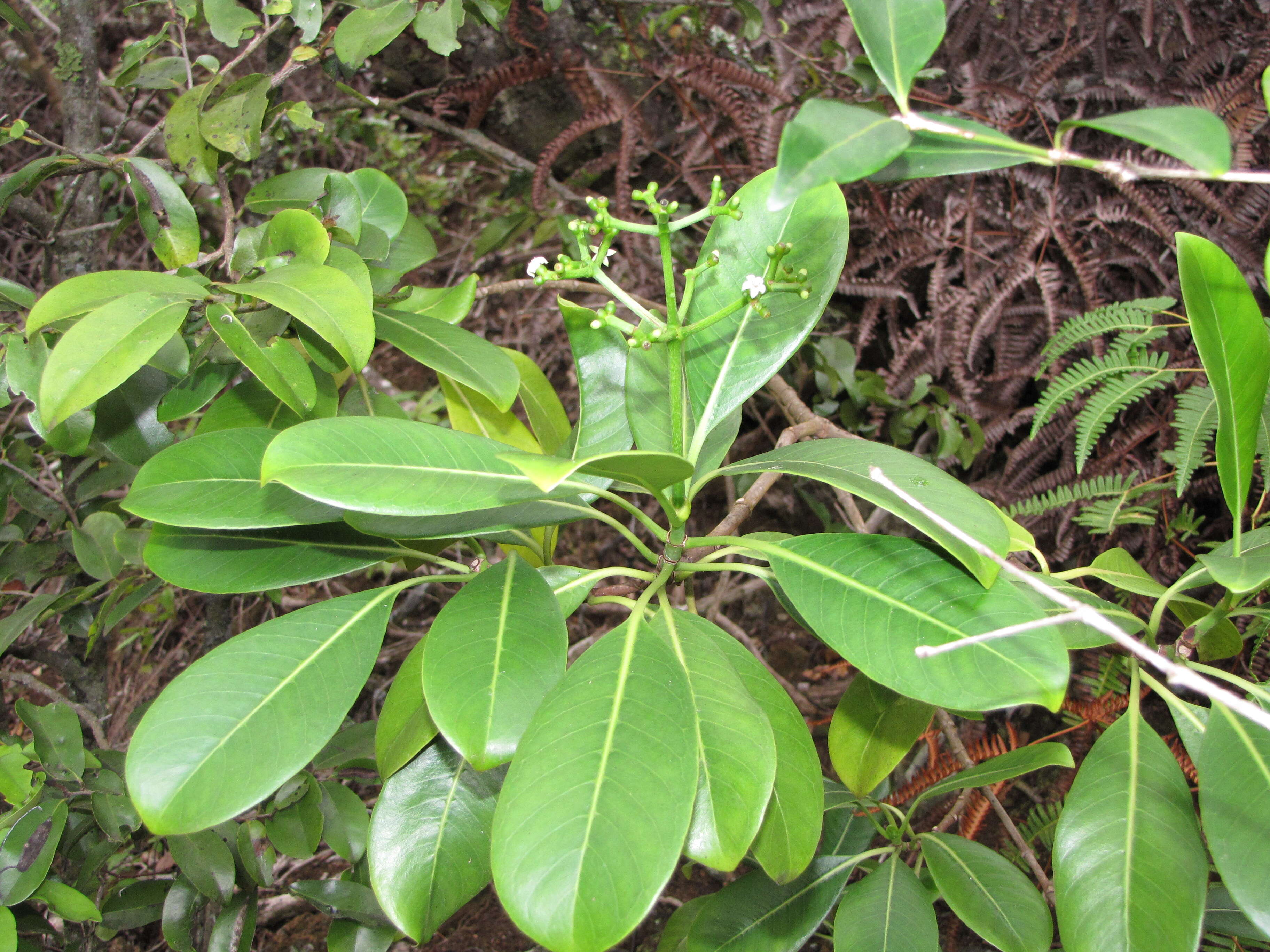 Image of forest wild coffee