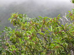 Image of Haleakala sandalwood