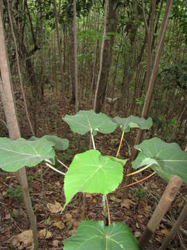 Image of parasol leaf tree