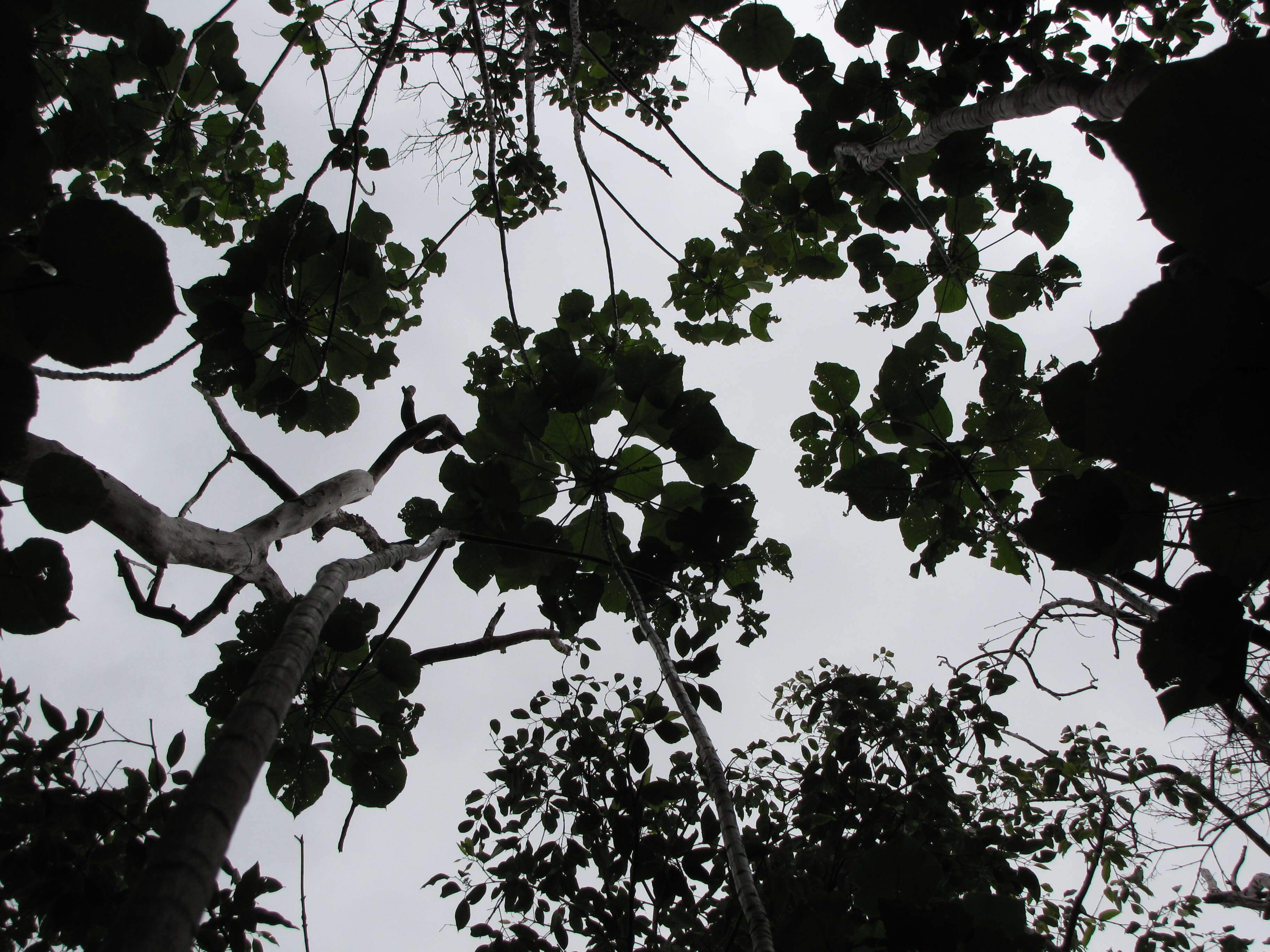 Image of parasol leaf tree