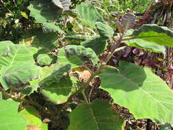 Image of naranjilla