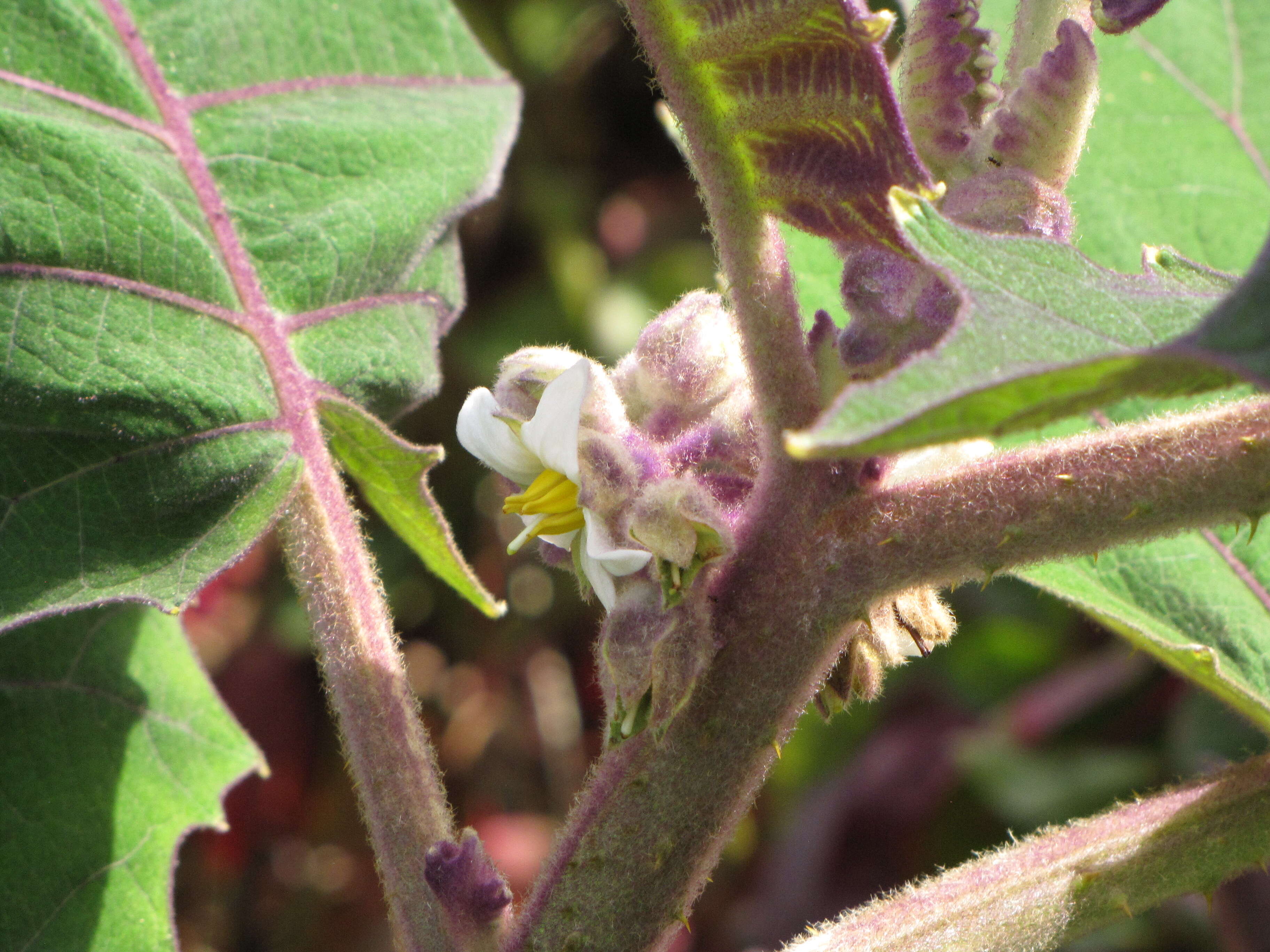 Image of naranjilla