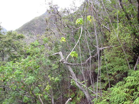 Image of parasol leaf tree