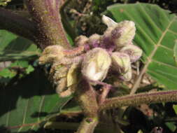 Image of naranjilla