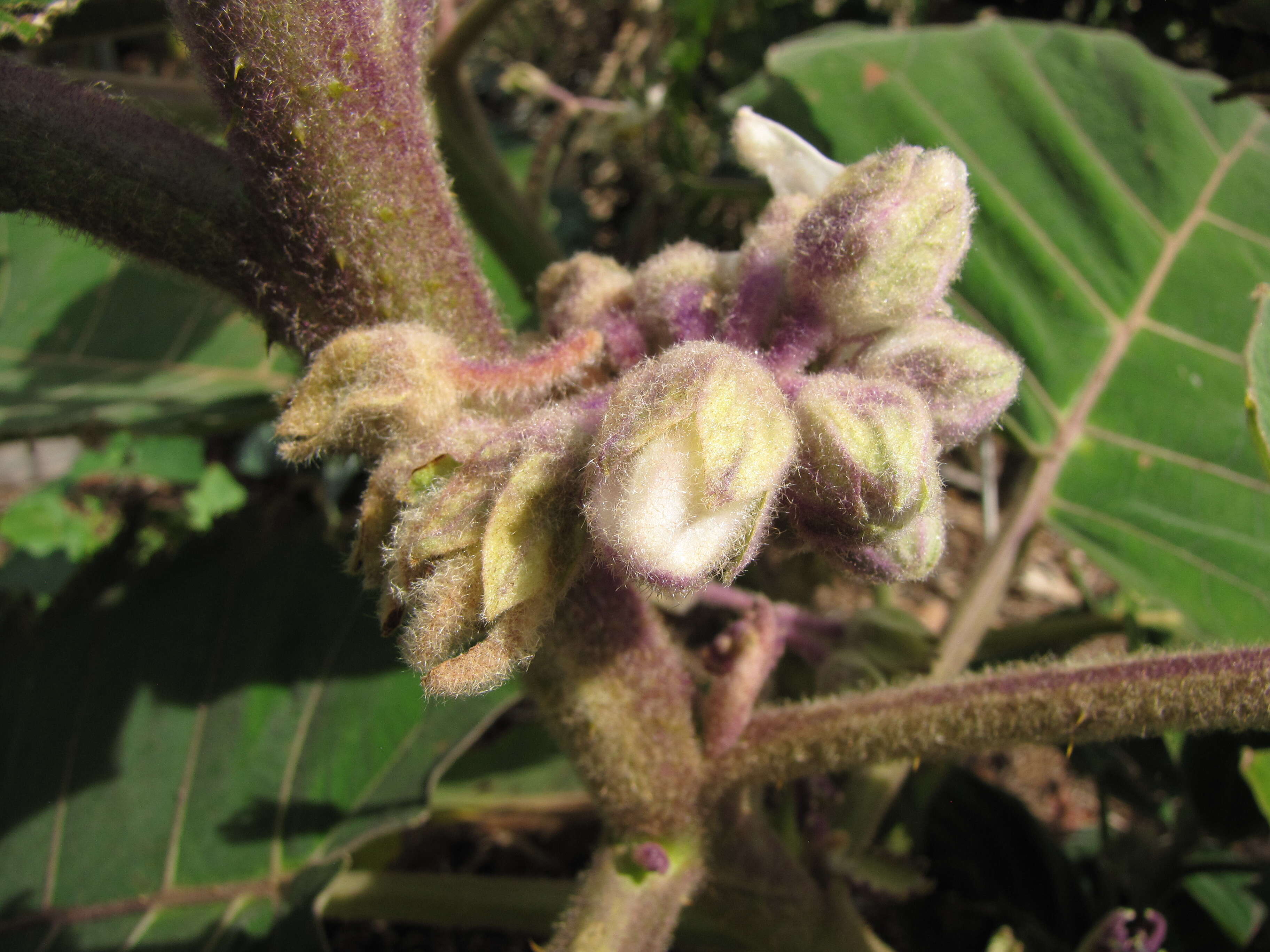 Image of naranjilla