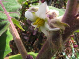 Image of naranjilla