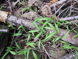 Image of Long-Leaf Basket Grass