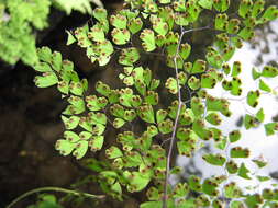 Image of delta maidenhair