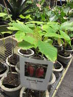 Image of Cacao Tree