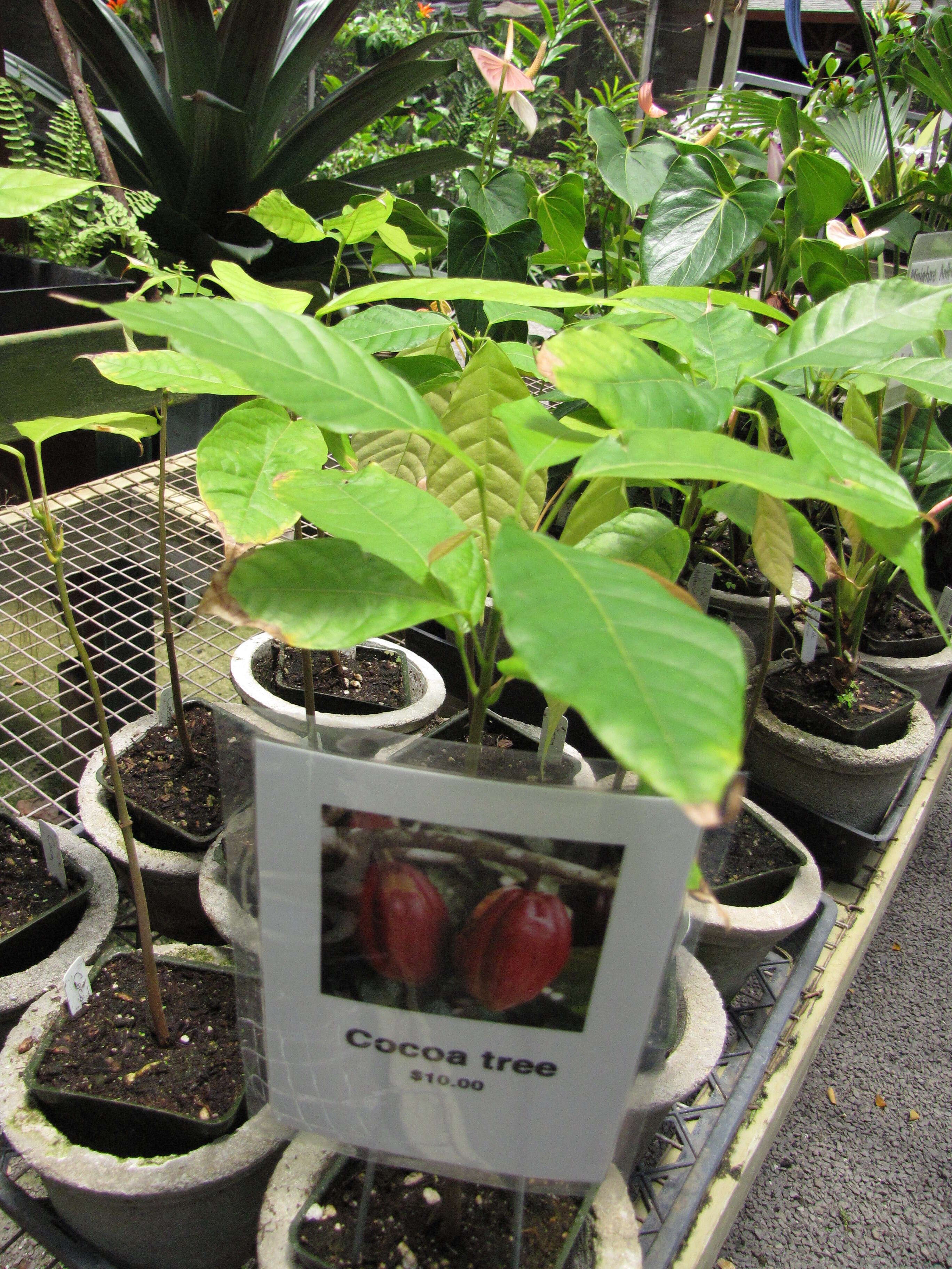 Image of Cacao Tree