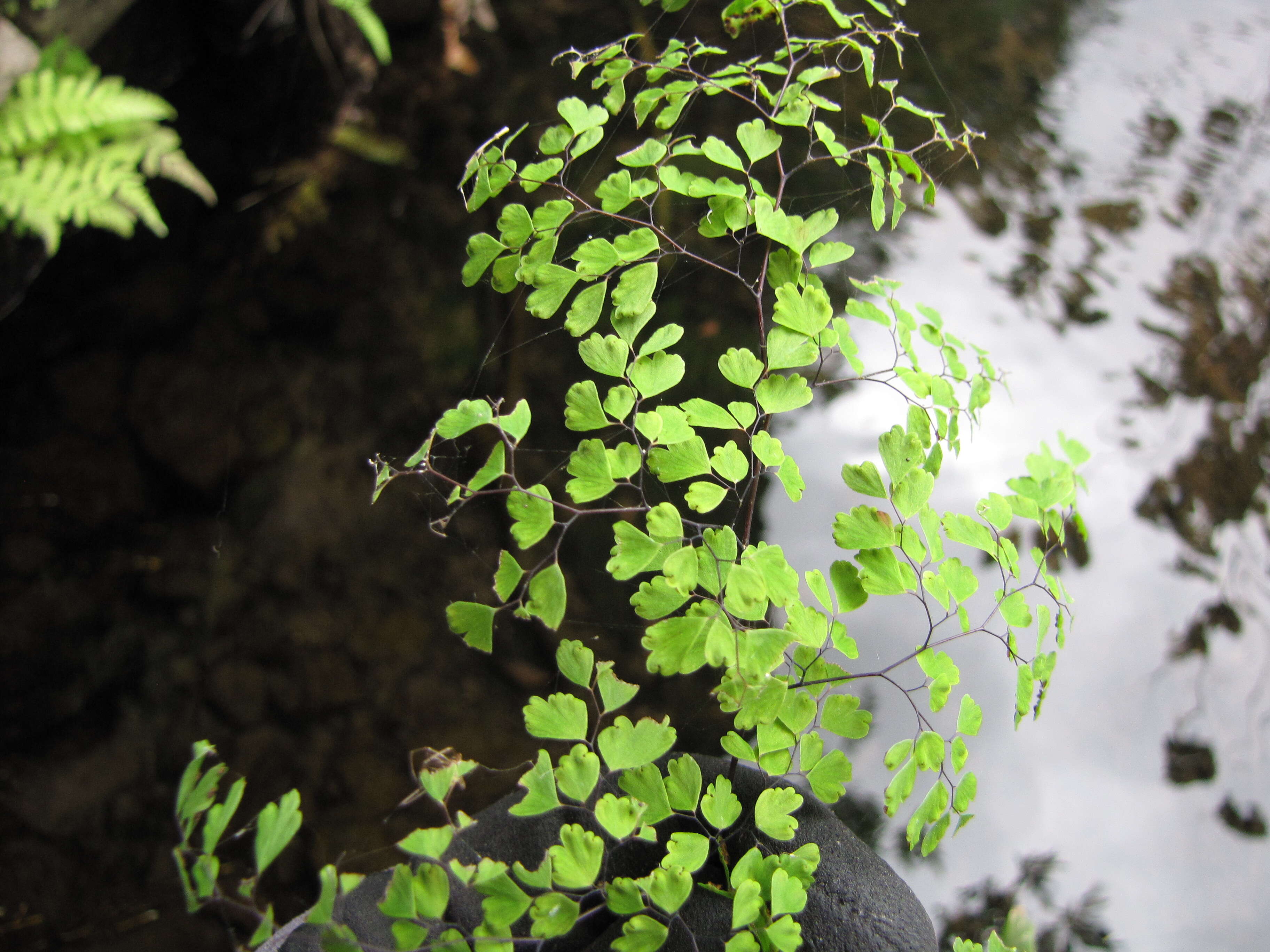 Image de Adiantum raddianum C. Presl