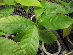 Image of Cacao Tree