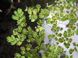 Image of delta maidenhair