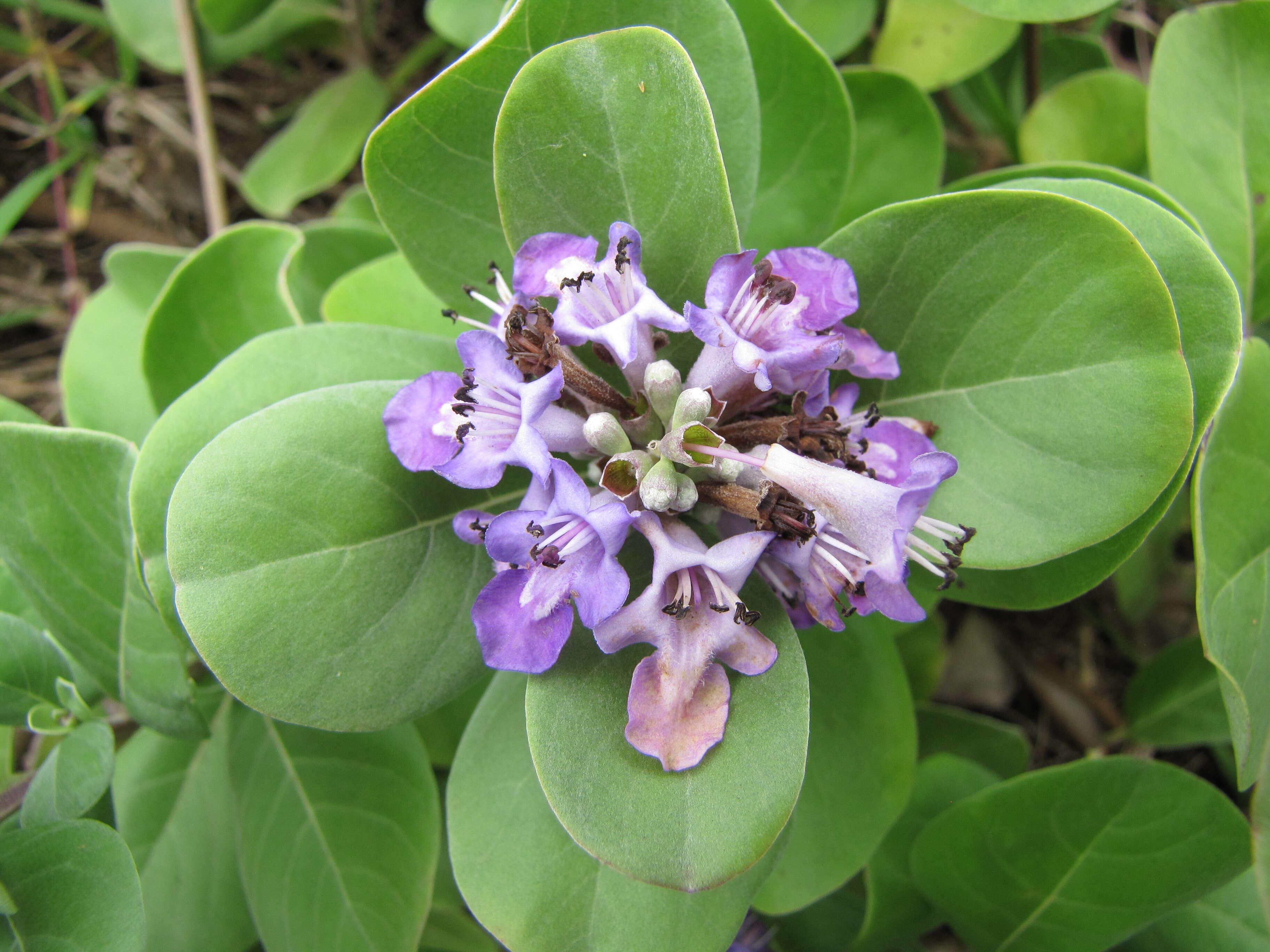 Image of roundleaf chastetree