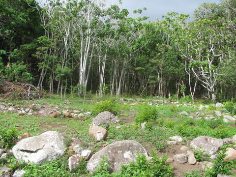 Image of parasol leaf tree