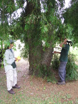 Image of Afrocarpus falcatus