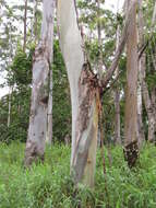 Image of Saligna Eucalyptus