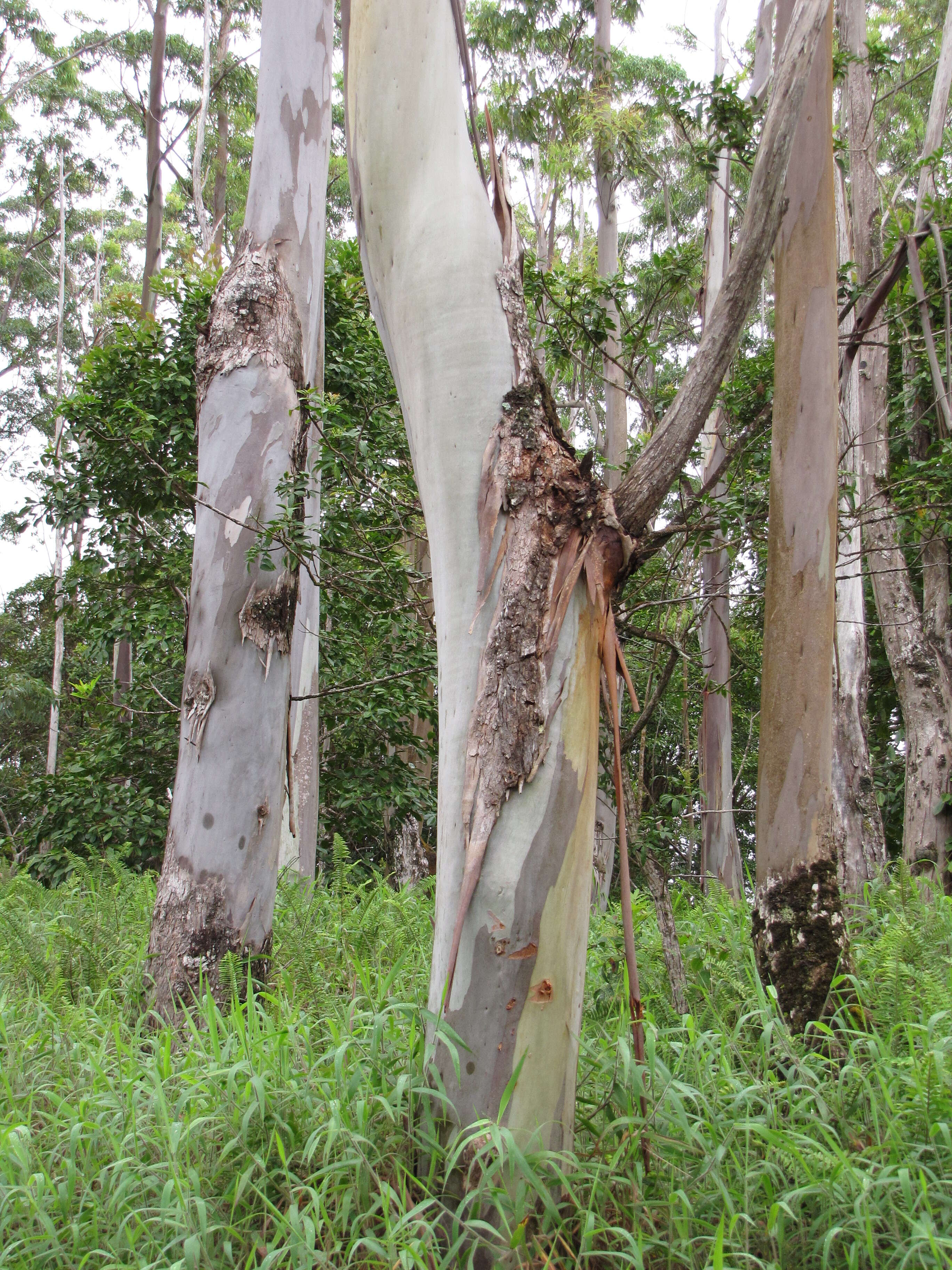 Слика од Eucalyptus saligna Sm.