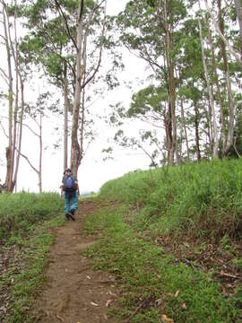 Image of Saligna Eucalyptus