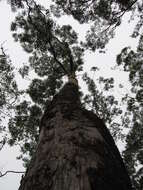 Image of Saligna Eucalyptus