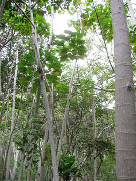 Image of parasol leaf tree