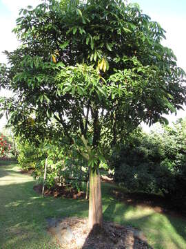 Image of Guiana-chestnut