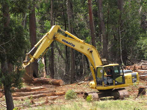 Image of southern mahogany