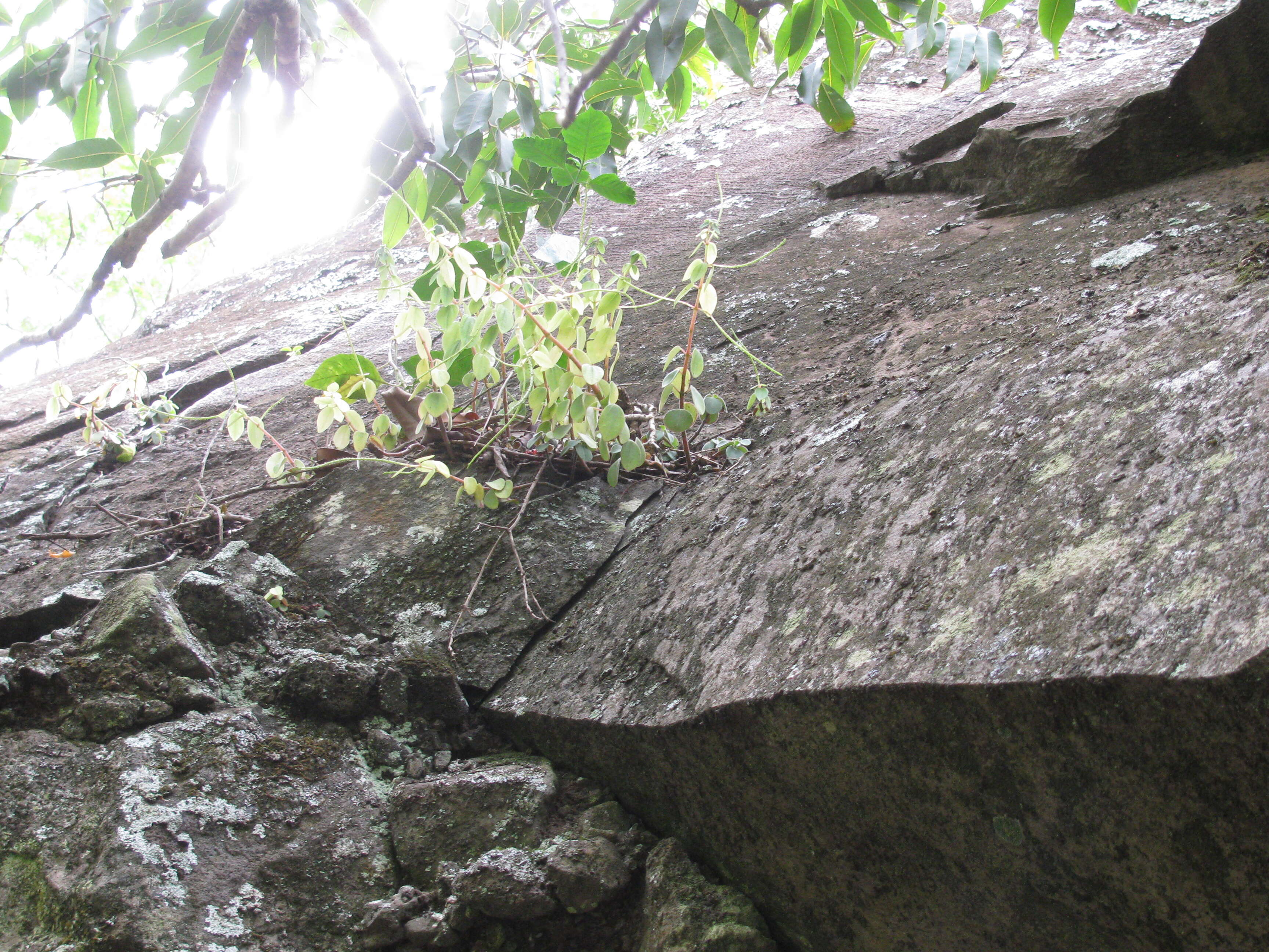 Image of arid-land peperomia