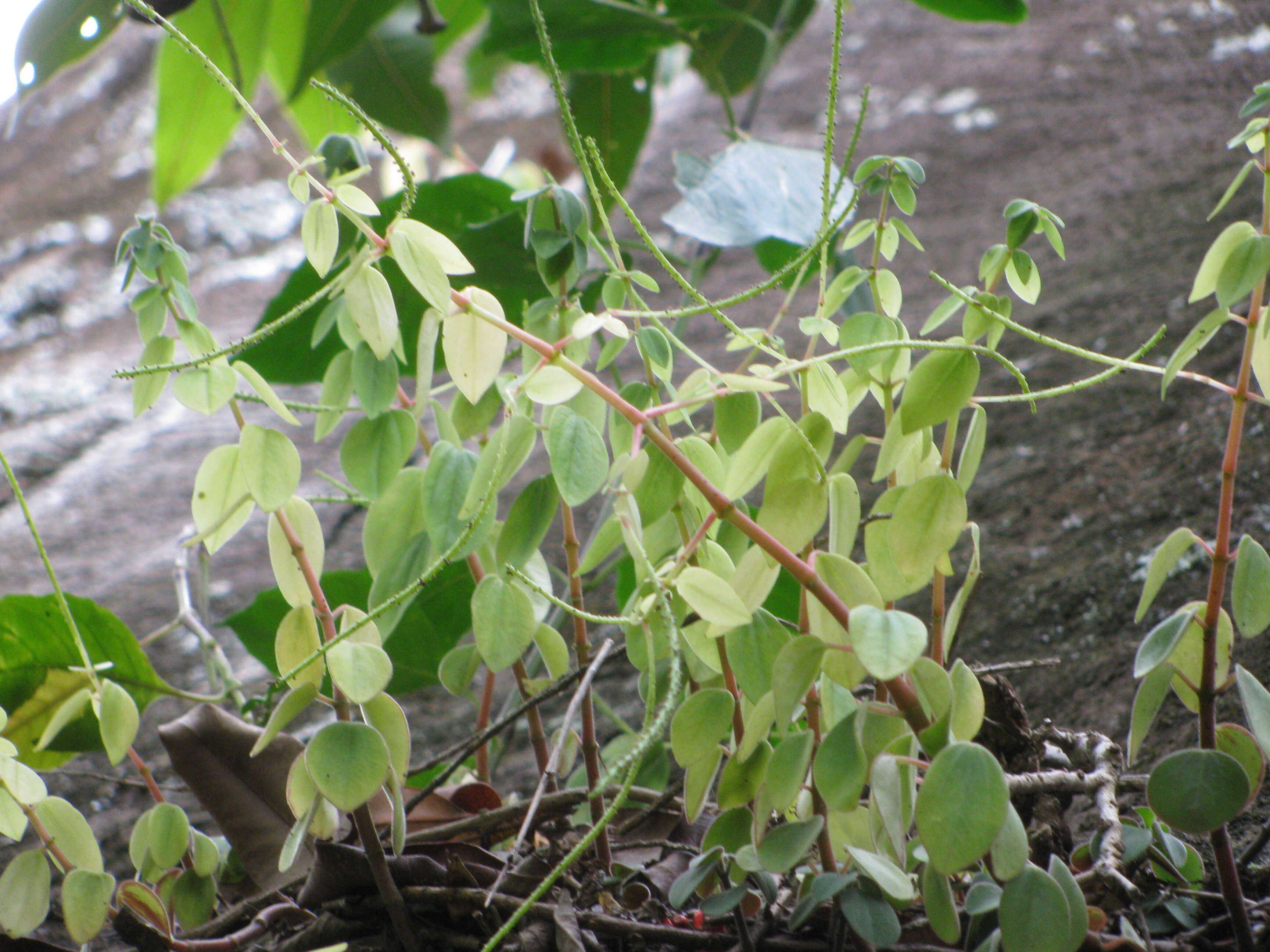 Image of arid-land peperomia