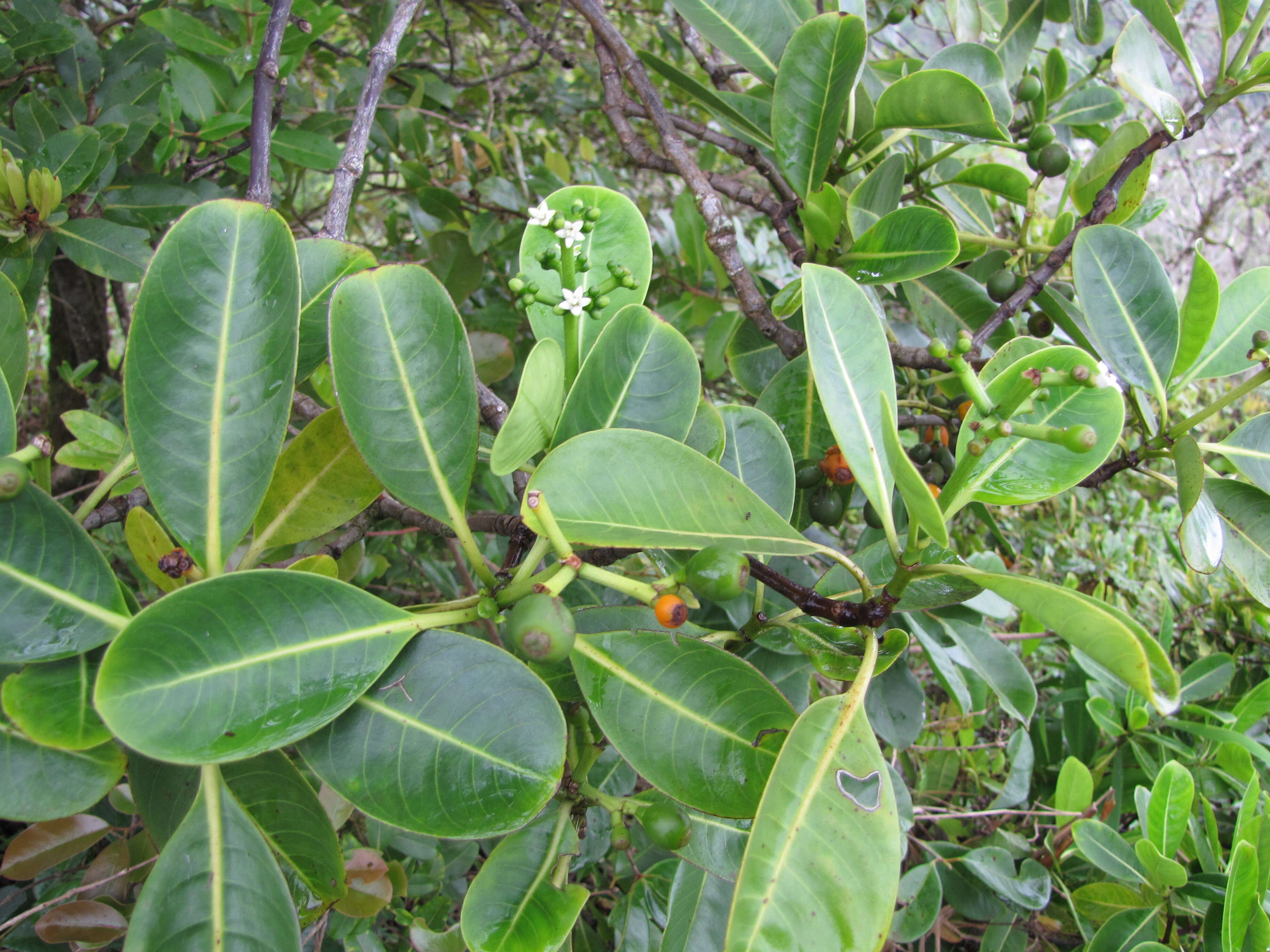 Image of forest wild coffee