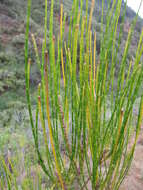 Image of gray sheoak