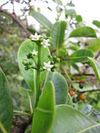 Image of forest wild coffee