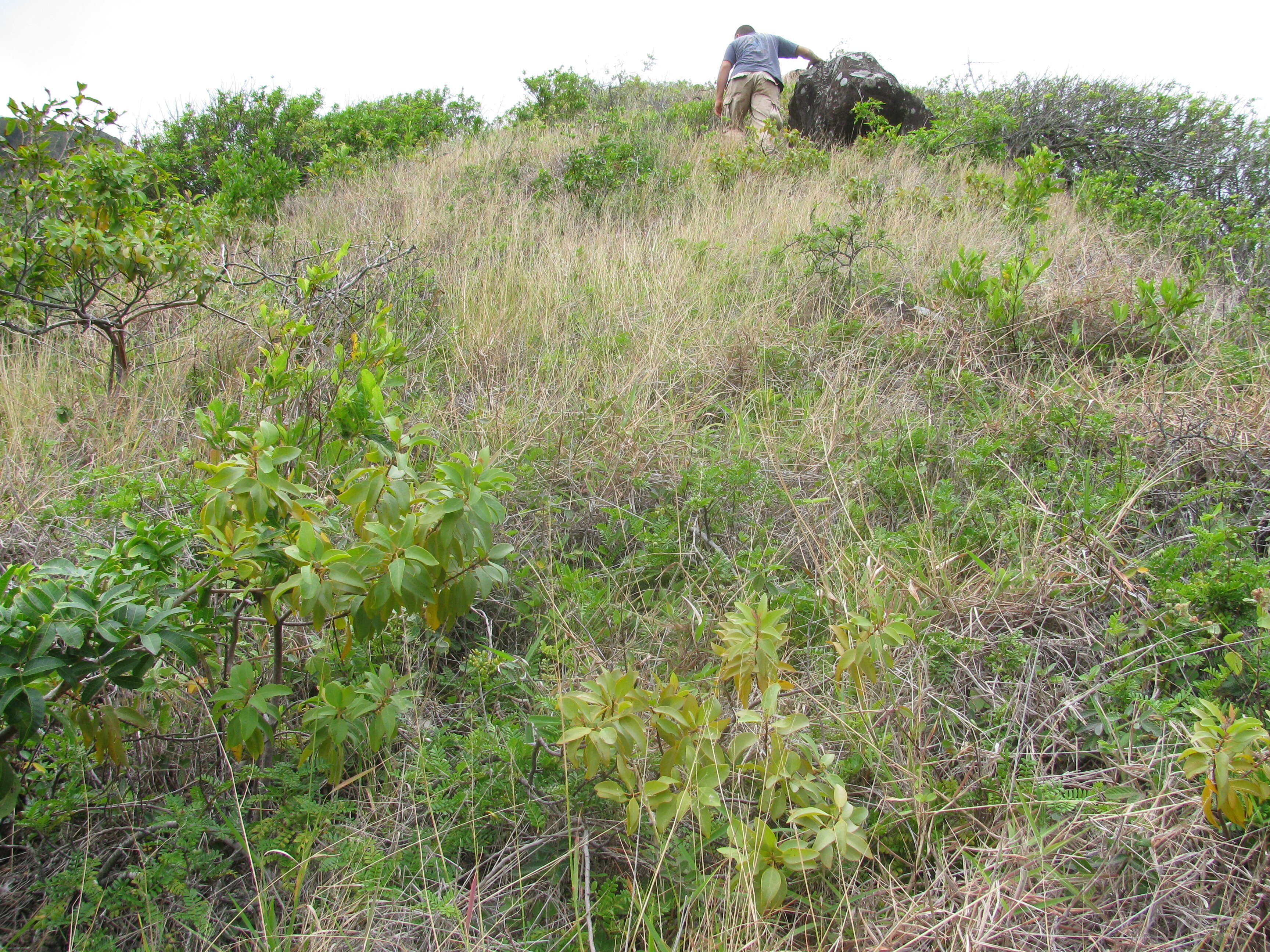 Image of coastal sandalwood