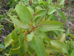 Image of coastal sandalwood