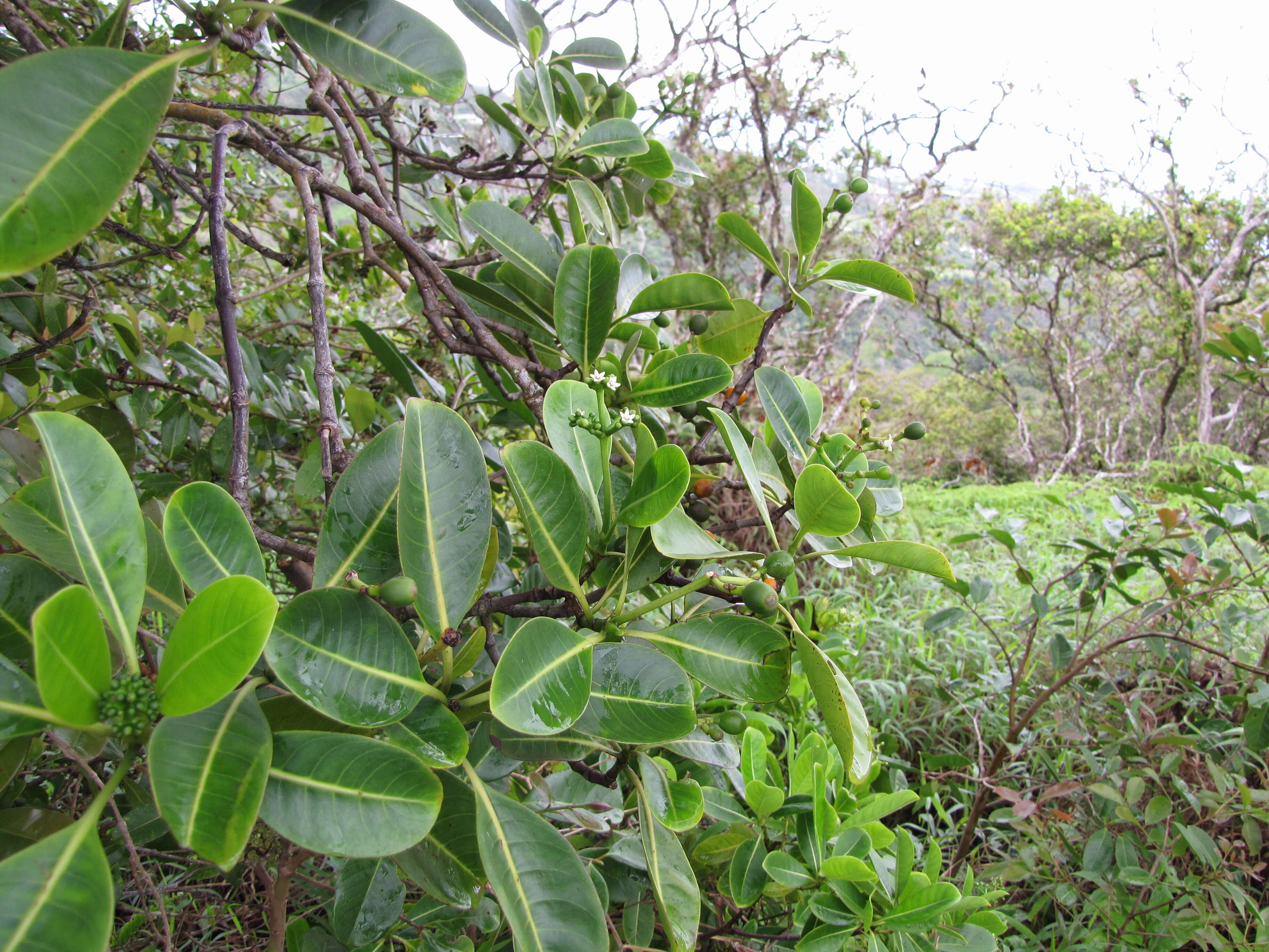 Image of forest wild coffee