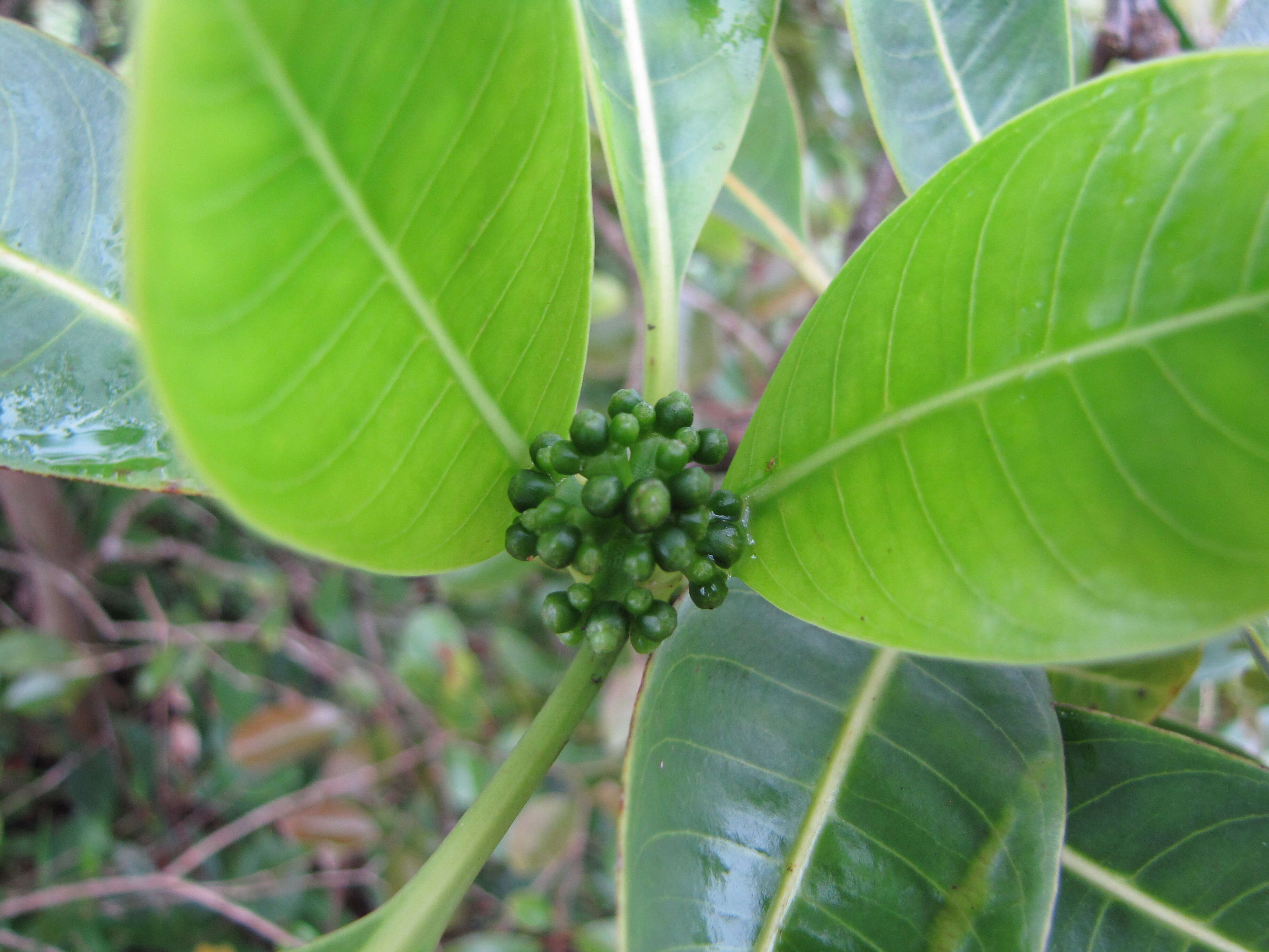 Plancia ëd Psychotria mariniana (Cham. & Schltdl.) Fosberg