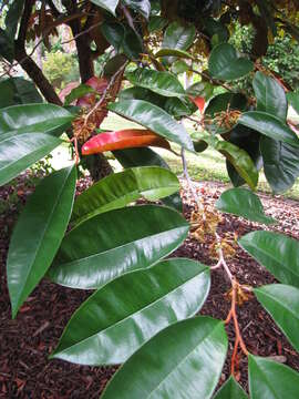 Chrysophyllum cainito L. resmi