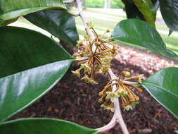 Image of star apple