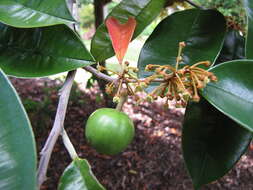 Image of star apple