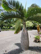 Image of Bottle Palm